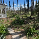 Tree Removal