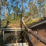 Tree Removal