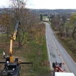 Tree top