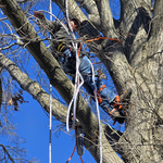 Branch removal