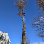 Tree removal