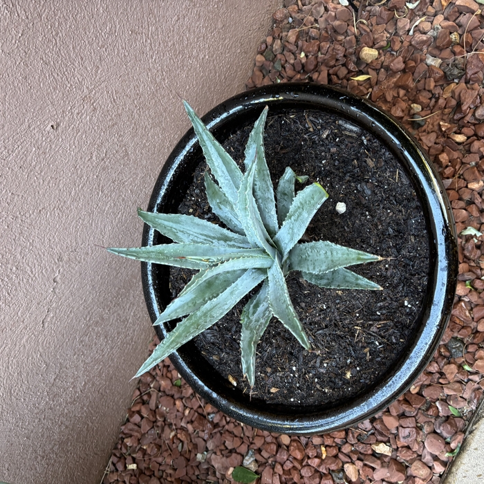 Planting