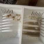 Deep cleaning