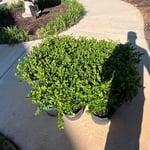 Japanese Boxwoods