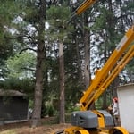 Dead pine removal