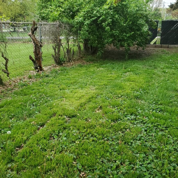 Lawn care