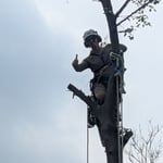 Tree fun!