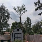 Tree fun!