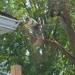 Tree fun!