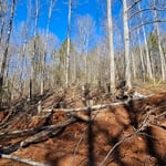 Land clearing