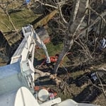 Tree removal