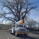 Tree trimming