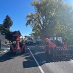 Tree trimming