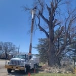 Tree trimming