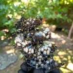 Wasp nest removal