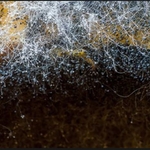 Mold Is Not Your Friend