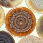Mold Is Not Your Friend