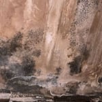 Mold Is Not Your Friend