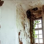 Mold Is Not Your Friend