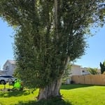 Happy customer 🙂 🌳