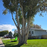 Happy customer 🙂 🌳