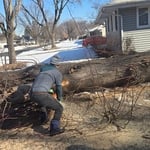 Tree work