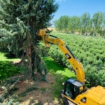 Large Tree Removal