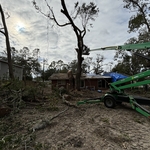 Tree Triming
