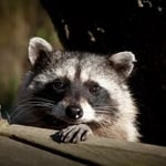 What We Can Rid You Of...