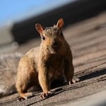 What We Can Rid You Of...