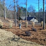 Plants / Pinestraw