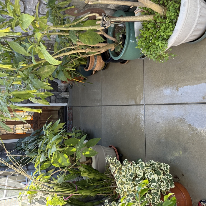 Garden’s After