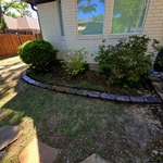 Grapevine back yard
