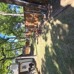 Grapevine back yard