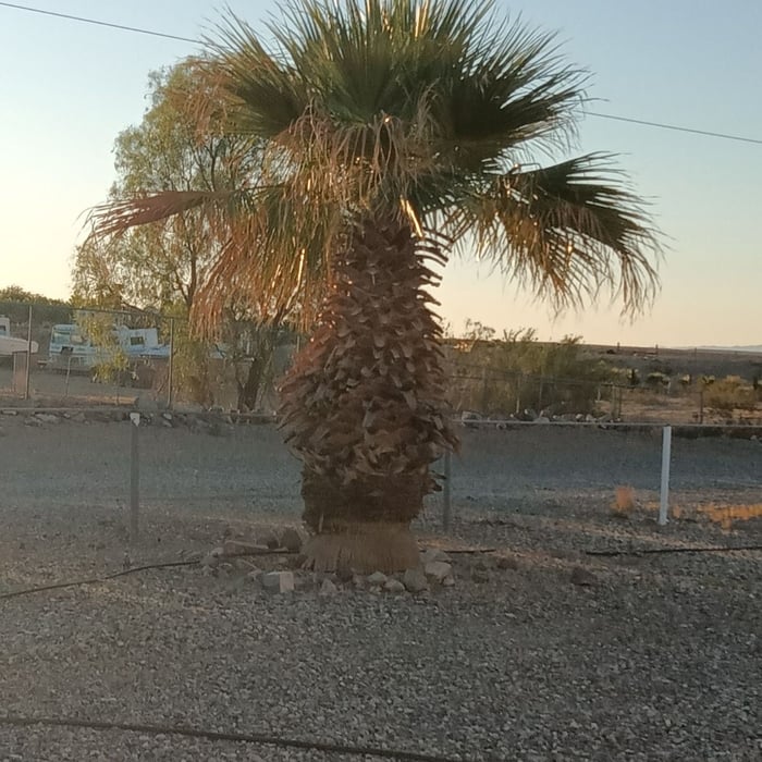 Tree Trimming
