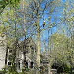poda de arboles