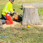 poda de arboles