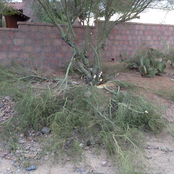 Tree trimming