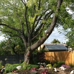 Willow Removal/Replanting