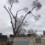 Elm Removal