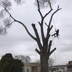 Elm Removal