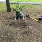 Yard Maintenance