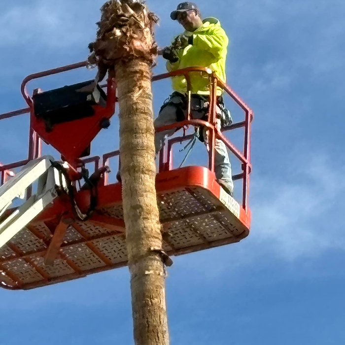 Tree removal