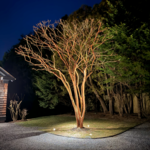 Specimen Tree