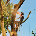 Tree work