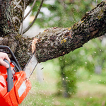 Tree work