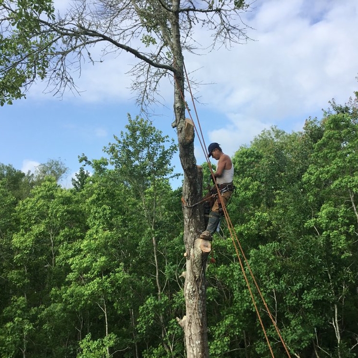 Tree work