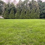 My home lawn