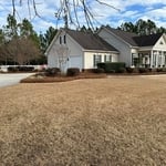 Fresh pine straw