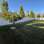 Backyard Landscaping